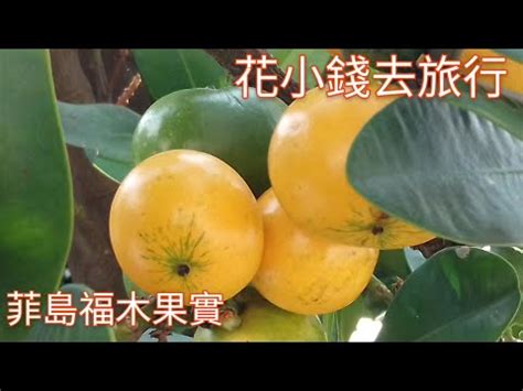 福木果實有毒|果實飄瓦斯味 草屯公所：福木無毒